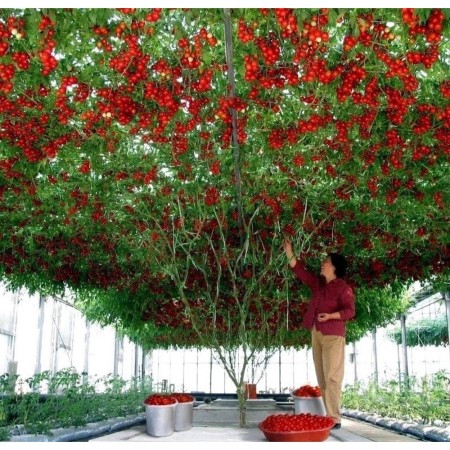 Tomate Gigant Tree Rosia copac Tomate Gigant Tree Rosia copac