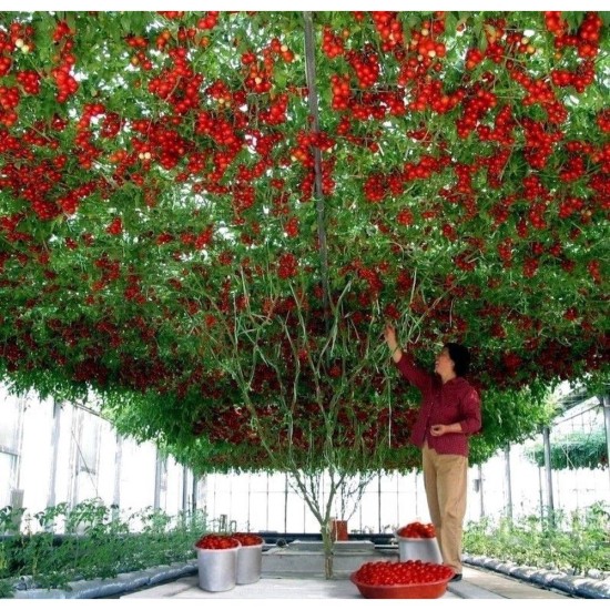 Tomate Gigant Tree Rosia copac