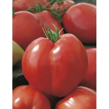 Tomate tip Inima de Bou Andrada Tomate tip Inima de Bou Andrada