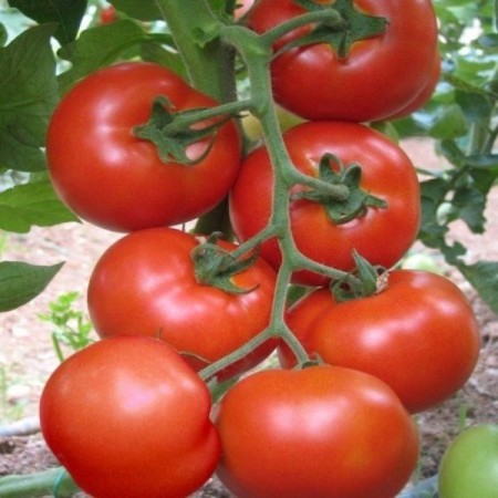 Tomate Buzau 1600 Tomate Buzau 1600