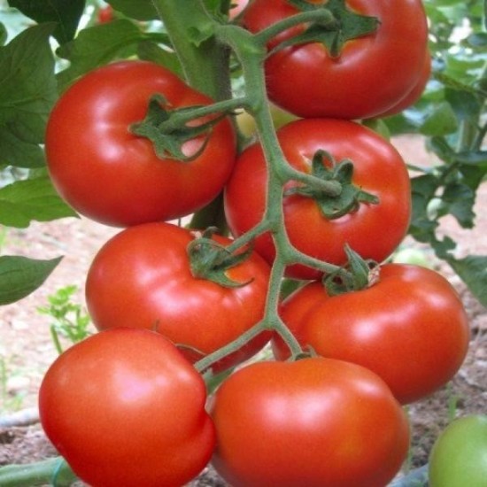 Tomate Buzau 1600