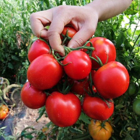 Tomate de camp KRISTINICA Tomate de camp KRISTINICA