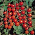 Rasad Tomate Cherry