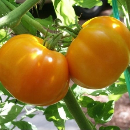 Tomate CHIHLIMBAR Tomate CHIHLIMBAR