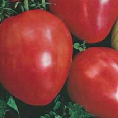 Tomate INIMA DE BOU (COEUR DE BOEUF) Tomate INIMA DE BOU (COEUR DE BOEUF)