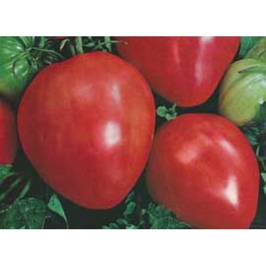 Tomate INIMA DE BOU (COEUR DE BOEUF)