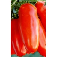 Tomate SAN MARZANO GIGANTE 2