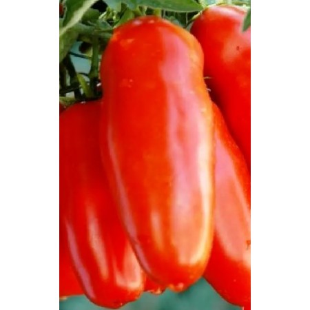 Tomate SAN MARZANO GIGANTE 2 Tomate SAN MARZANO GIGANTE 2