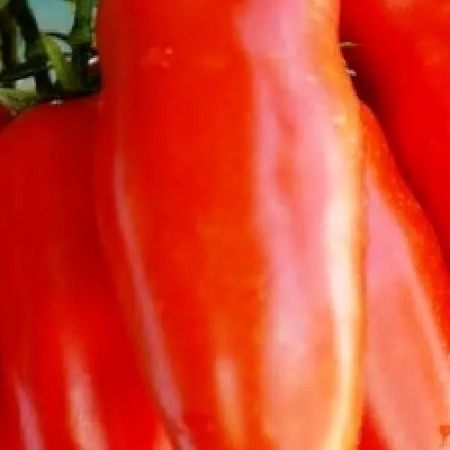 Tomate SAN MARZANO GIGANTE 2 Tomate SAN MARZANO GIGANTE 2