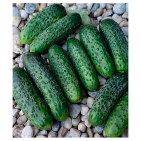 CORNISONI ALTAI F1 CORNISONI ALTAI F1