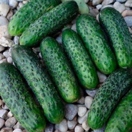 CORNISONI ALTAI F1 CORNISONI ALTAI F1