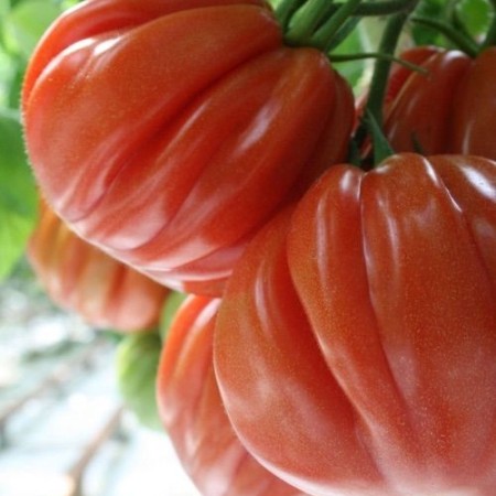 Pomodoro (Cuor Di Albenga) Pomodoro (Cuor Di Albenga)