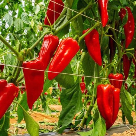 Peperone Giappo F1 Peperone Giappo F1