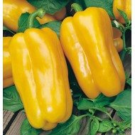 Peperone F.1 Jolly Giallo