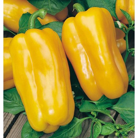 Peperone F.1 Jolly Giallo Peperone F.1 Jolly Giallo