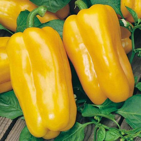 Peperone F.1 Jolly Giallo Peperone F.1 Jolly Giallo