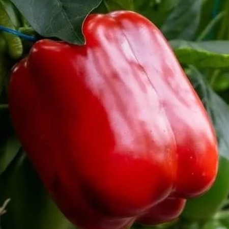 Ardei gras CANTEMIR Ardei gras CANTEMIR