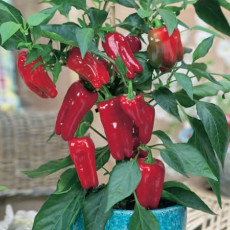 Ardei Snack Tourmaline Ardei Snack Tourmaline