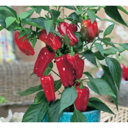 Ardei Snack Tourmaline Ardei Snack Tourmaline