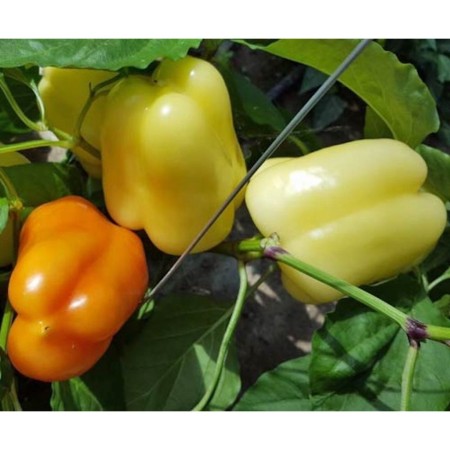 Ardei gras SOROKSARI Ardei gras SOROKSARI