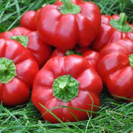 Ardei gogosar SPLENDENS Ardei gogosar SPLENDENS