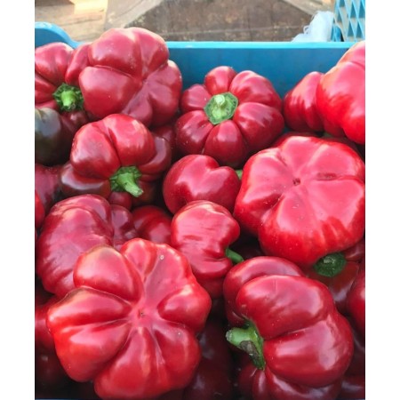 Ardei gogosar BUCUR Ardei gogosar BUCUR