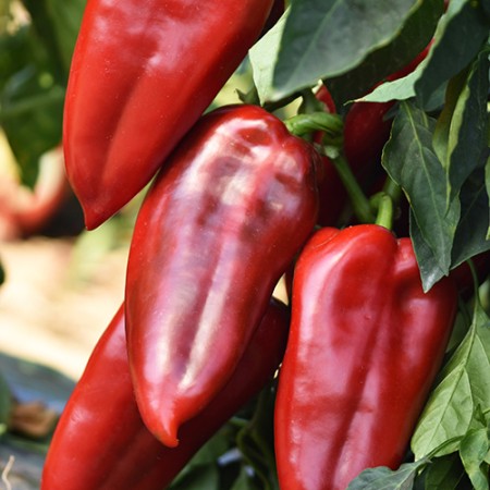 Ardei Kapia SLONOVO UVO Ardei Kapia SLONOVO UVO