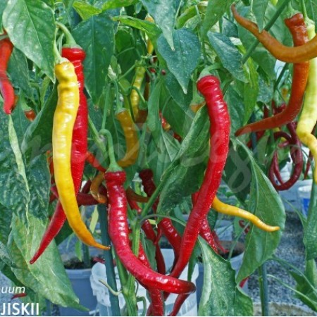 Ardei Ciobargiu Ardei Ciobargiu