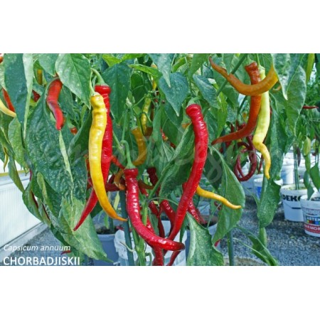 Ardei Ciobargiu Ardei Ciobargiu