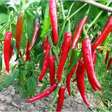 Ardei Iute Ardei Iute