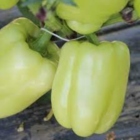 Ardei gras Getic Ardei gras Getic