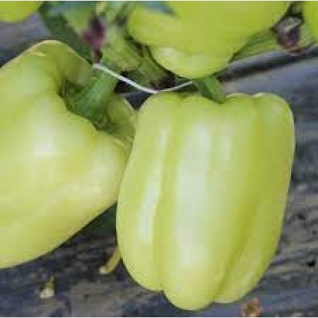 Ardei gras Getic Ardei gras Getic