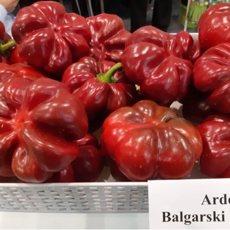 Gogosari Asteroid Gogosari Asteroid