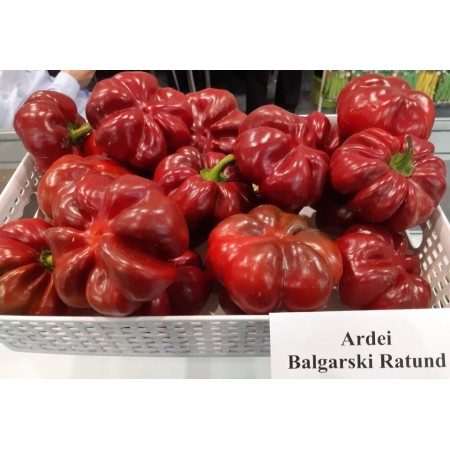 Gogosari Asteroid Gogosari Asteroid