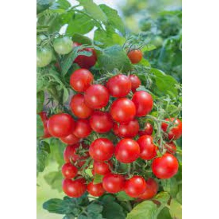 Tomate BALCONSTAR Tomate BALCONSTAR