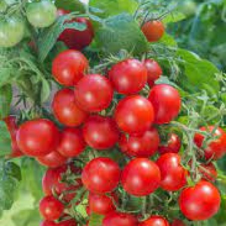 Tomate BALCONSTAR Tomate BALCONSTAR