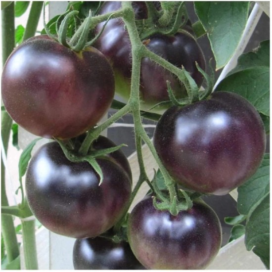 Tomate CHERRY BLACK