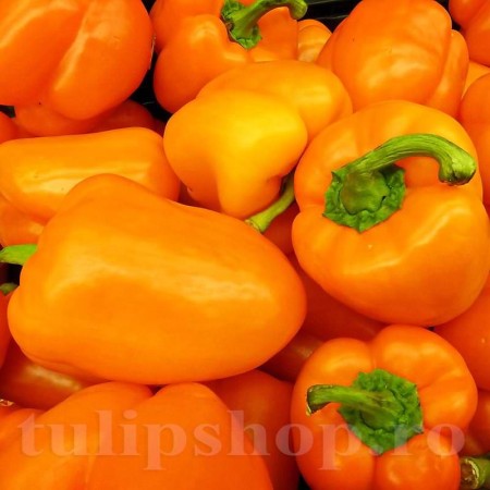 Ardei gras REWIA Ardei gras REWIA