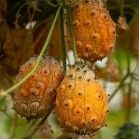 Kiwano TEMPUS Kiwano TEMPUS