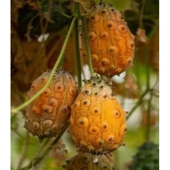 Kiwano TEMPUS