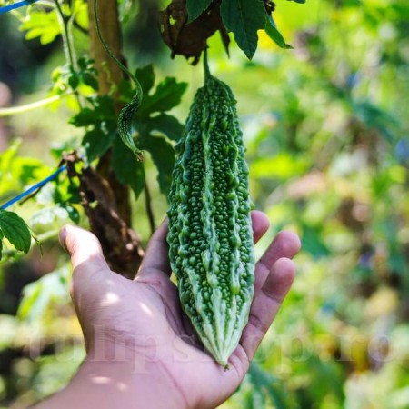 Castravete AMAR NAJA Castravete AMAR NAJA