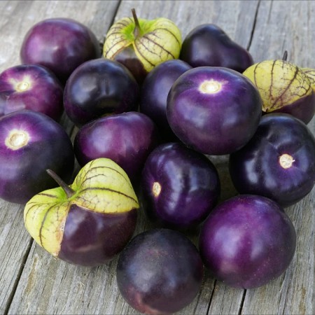 Tomatillo Purple Tomatillo Purple