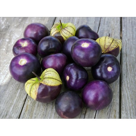 Tomatillo Purple Tomatillo Purple