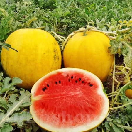 Pepene Zloto Pepene Zloto