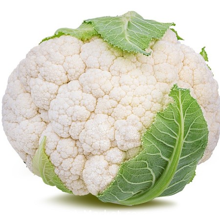 Conopida Moldovita F1 Conopida Moldovita F1