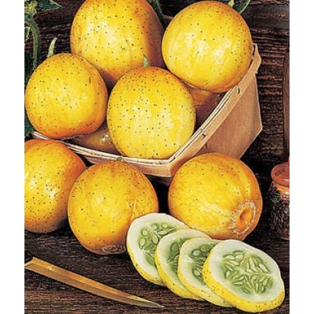 Castraveti Lamaie-Mar Castraveti Lamaie-Mar