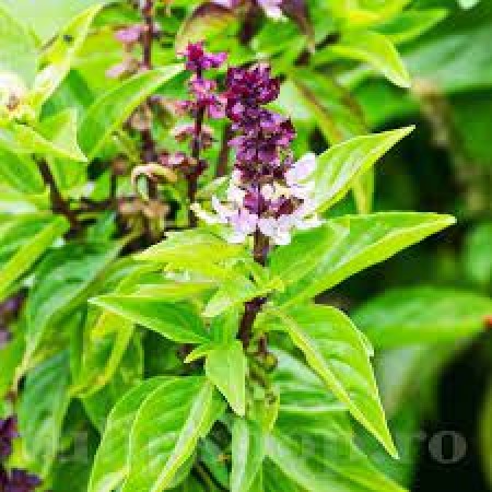 Busuioc CINAMON Busuioc CINAMON