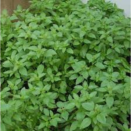 Busuioc alimentar MACEDON cu aroma de lamaie Busuioc alimentar MACEDON cu aroma de lamaie