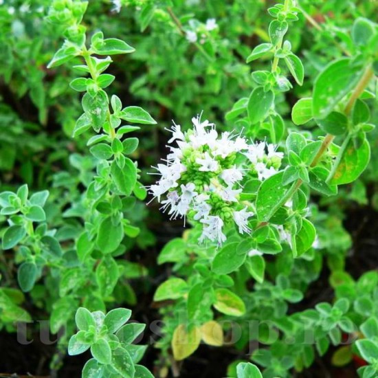 Oregano majorana L.