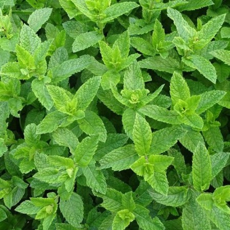 Menta Piperita Menta Piperita